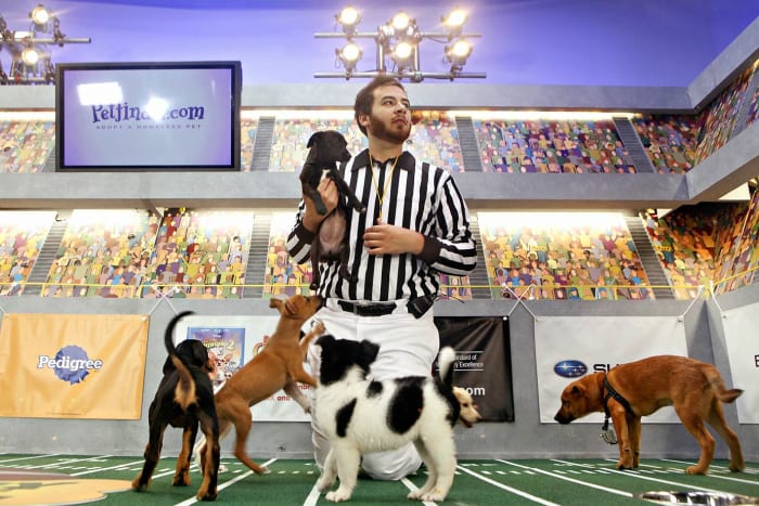 Puppy-Bowl-VII-Andrew-L-Schecter.jpg